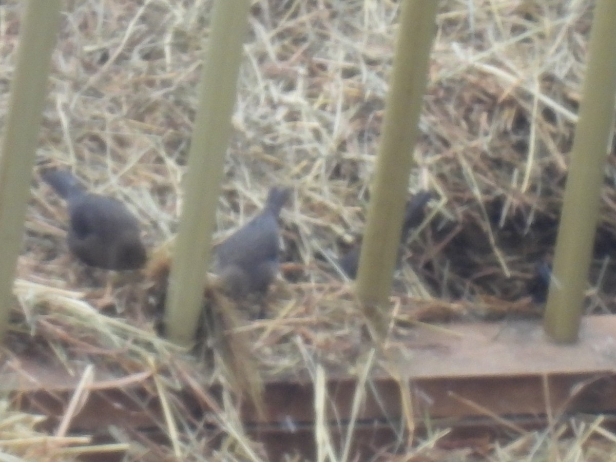 Brown-headed Cowbird - ML646759788