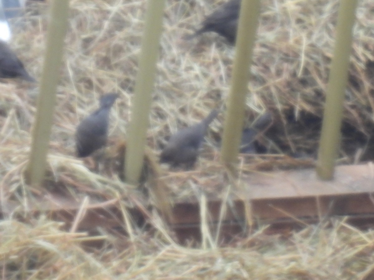 Brown-headed Cowbird - ML646759789