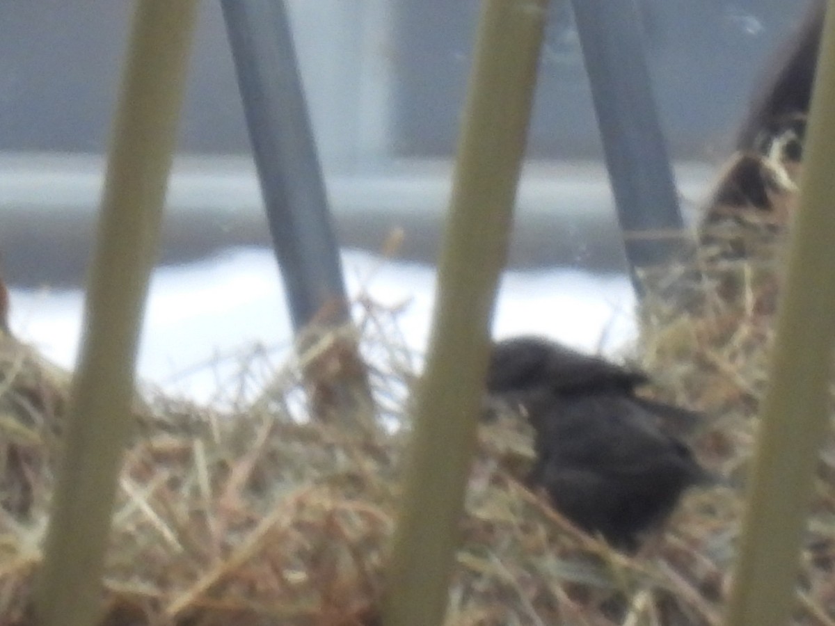 Brown-headed Cowbird - ML646759790