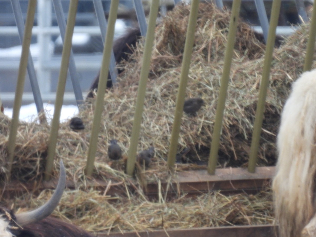 Brown-headed Cowbird - ML646759791