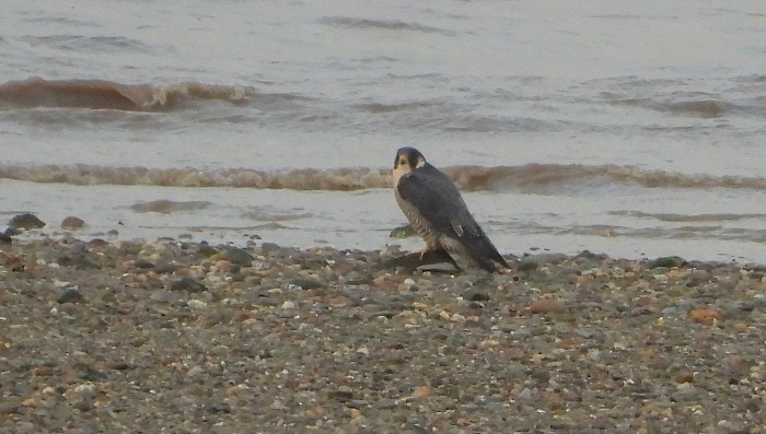 Wanderfalke - ML646759792