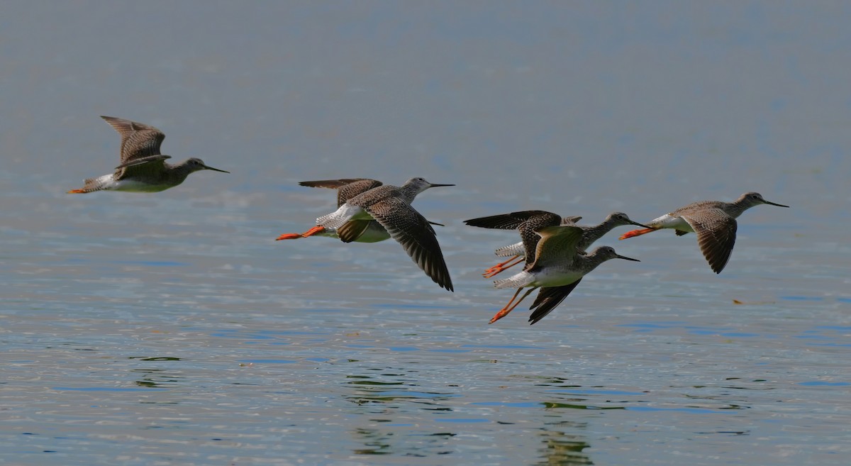 Коловодник строкатий - ML646759793