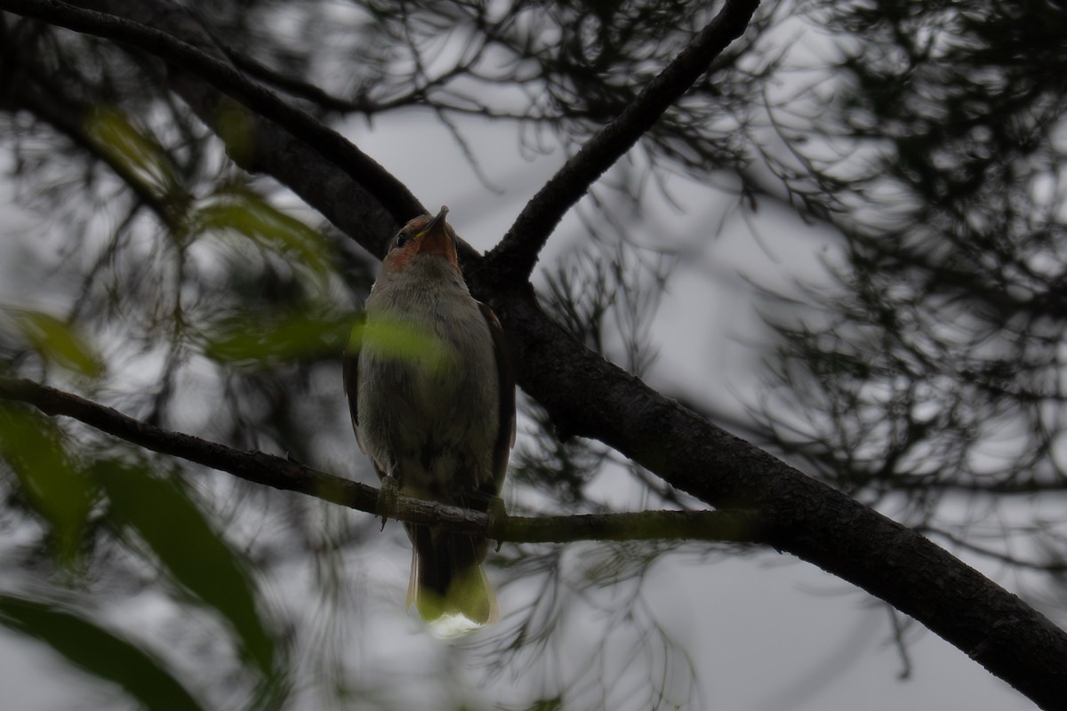 Scharlachhonigfresser - ML646759794