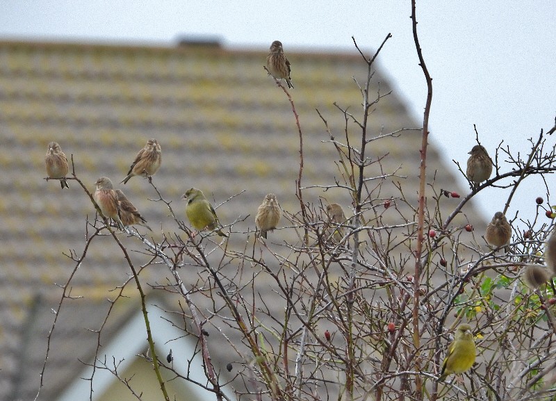 Bluthänfling - ML646759795