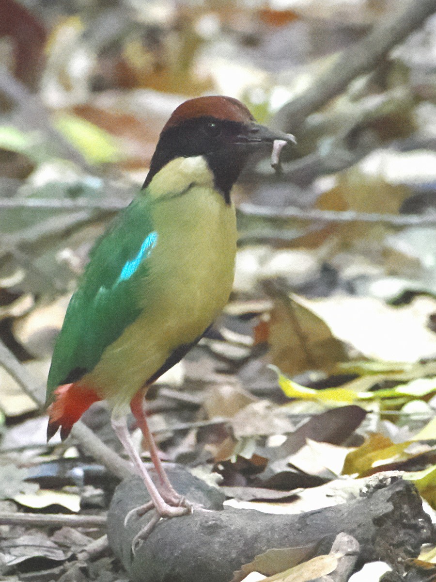Noisy Pitta - ML646759796