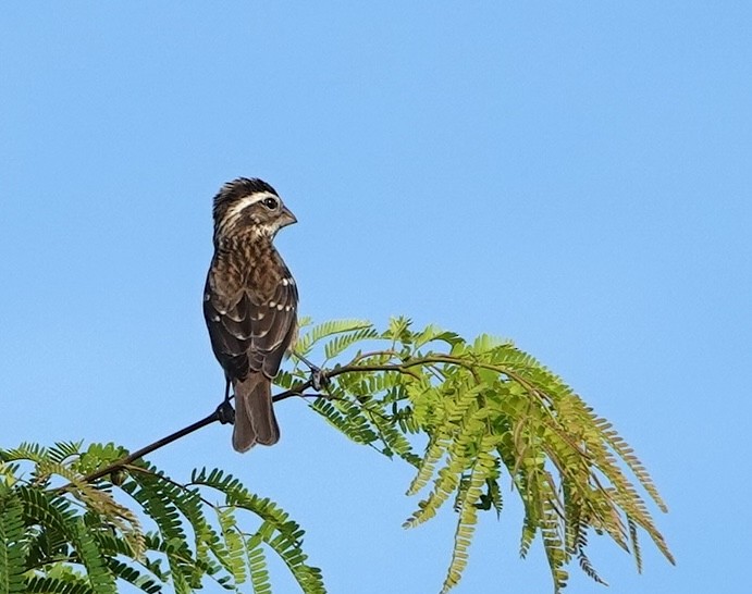 Rose-breasted Grosbeak - ML646759797