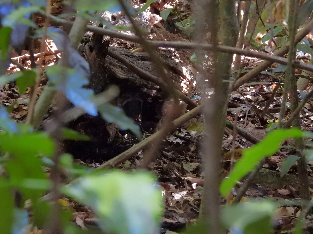 Australian Logrunner - ML646759798