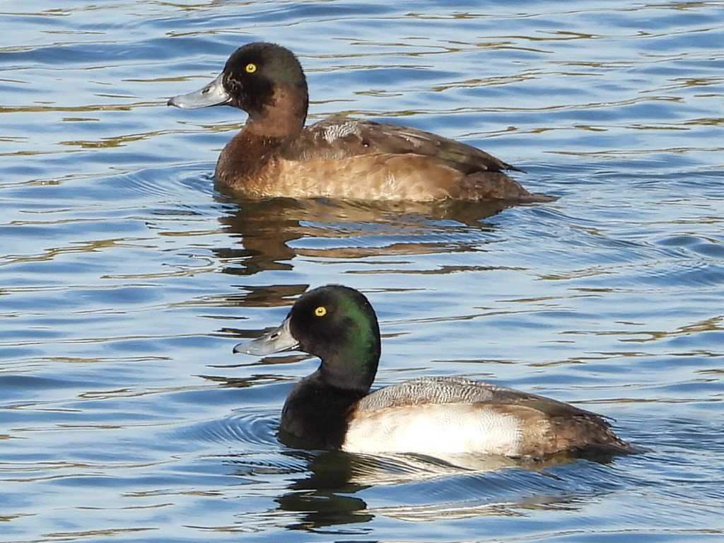 Fuligule milouinan - ML646759799