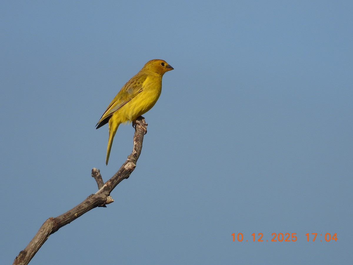 Saffron Finch - ML646759803