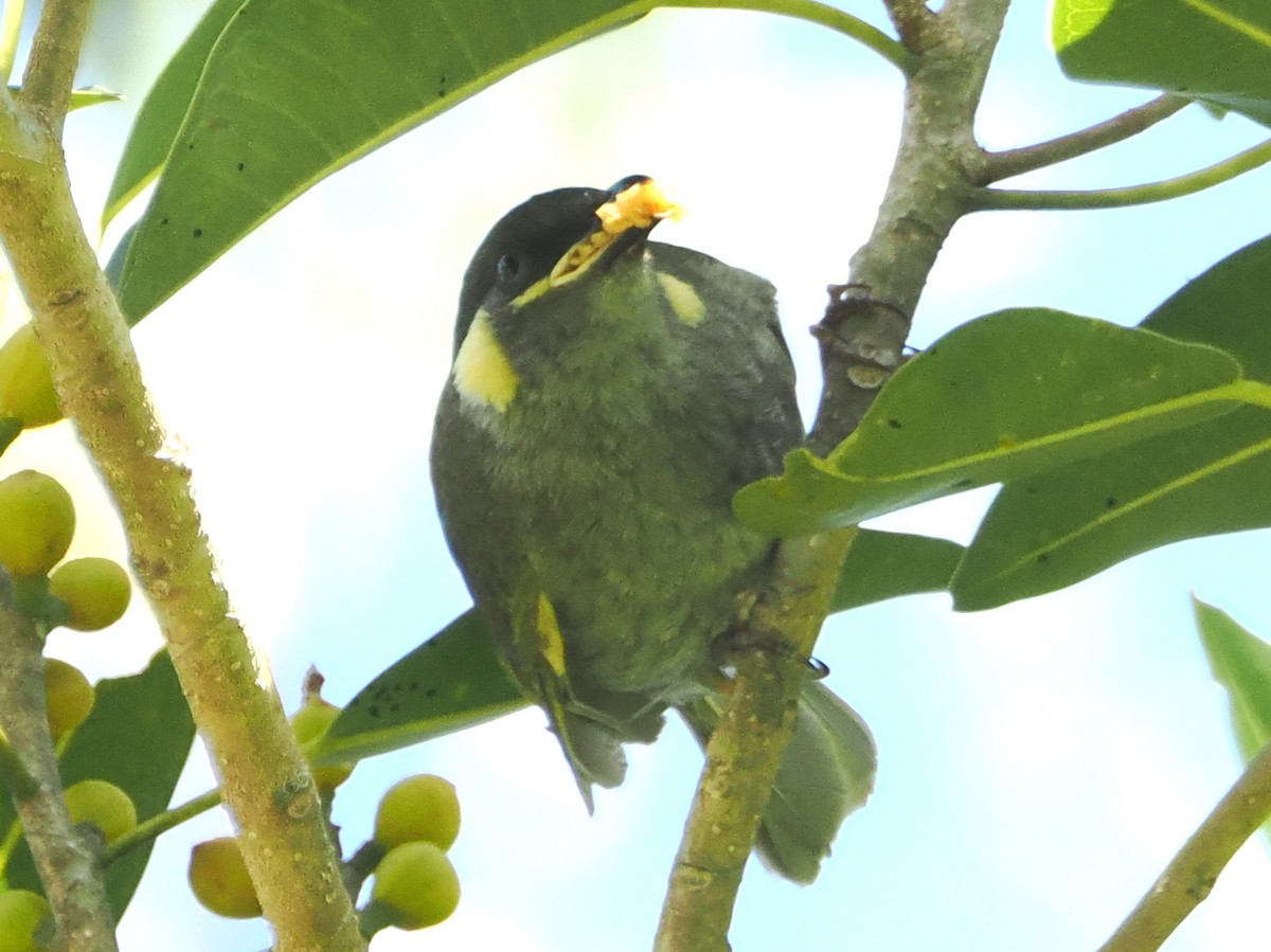 Lewin's Honeyeater - ML646759805