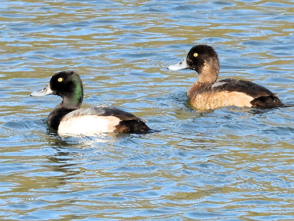 Fuligule milouinan - ML646759806