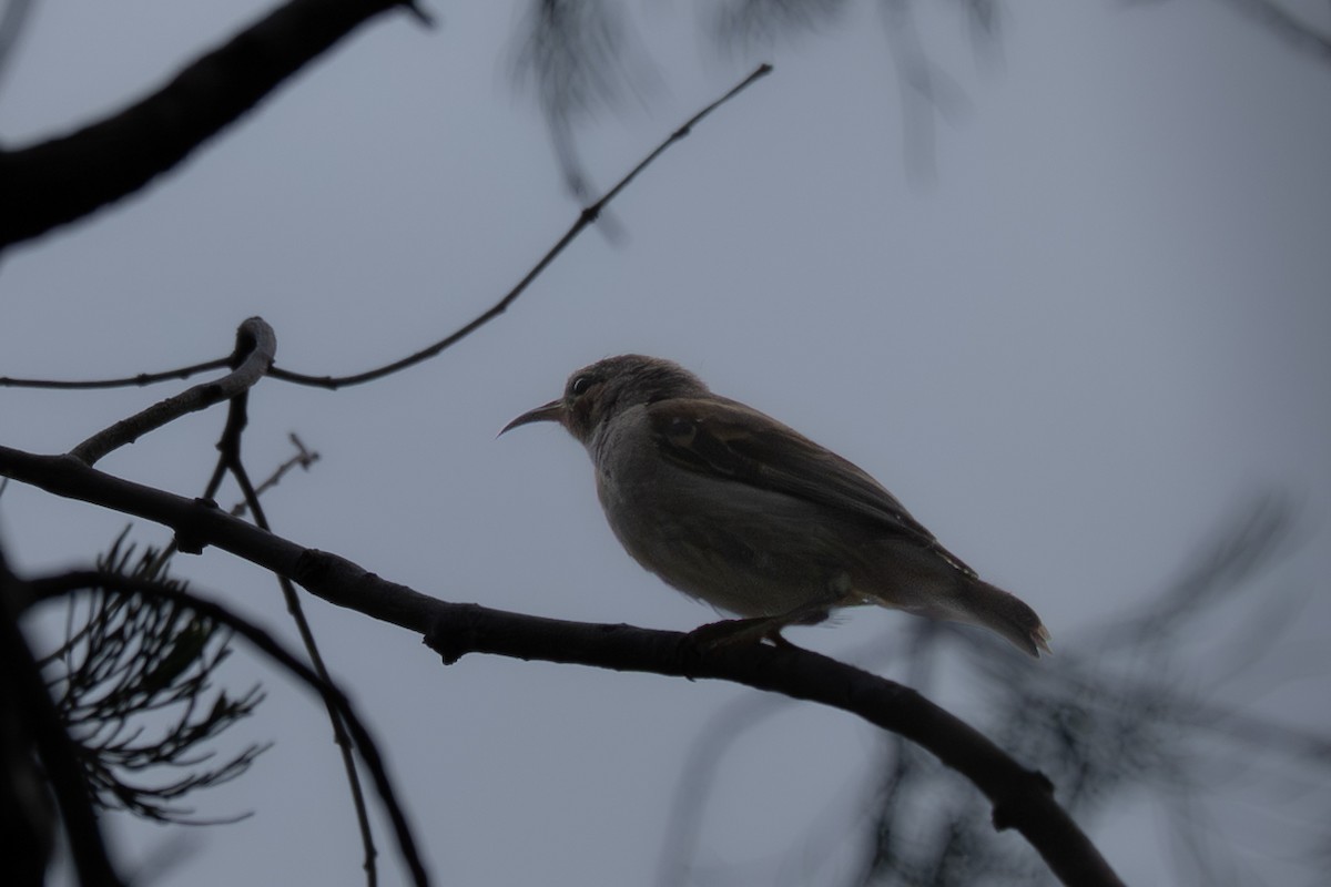 Scharlachhonigfresser - ML646759808