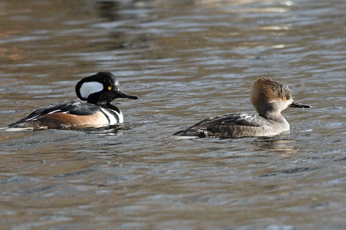 hjelmfiskand - ML646759809