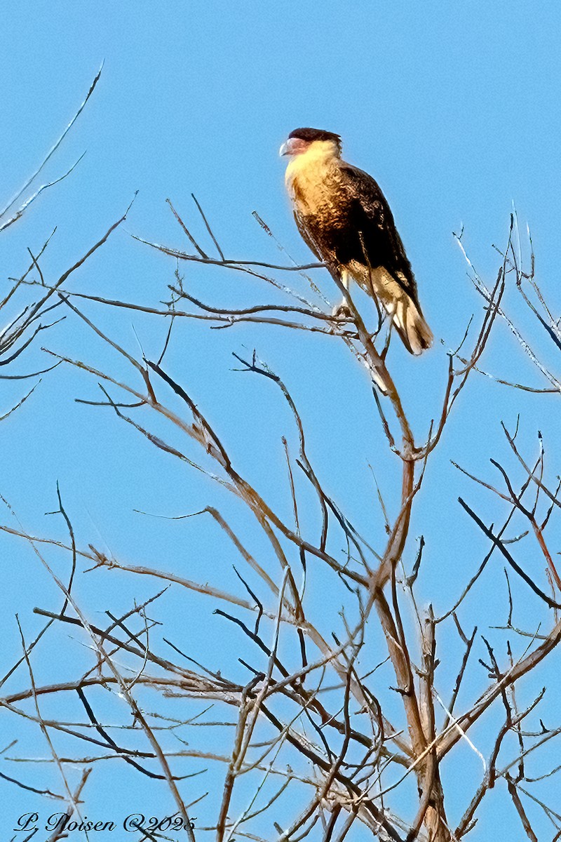 Crested Caracara (Northern) - ML646759827