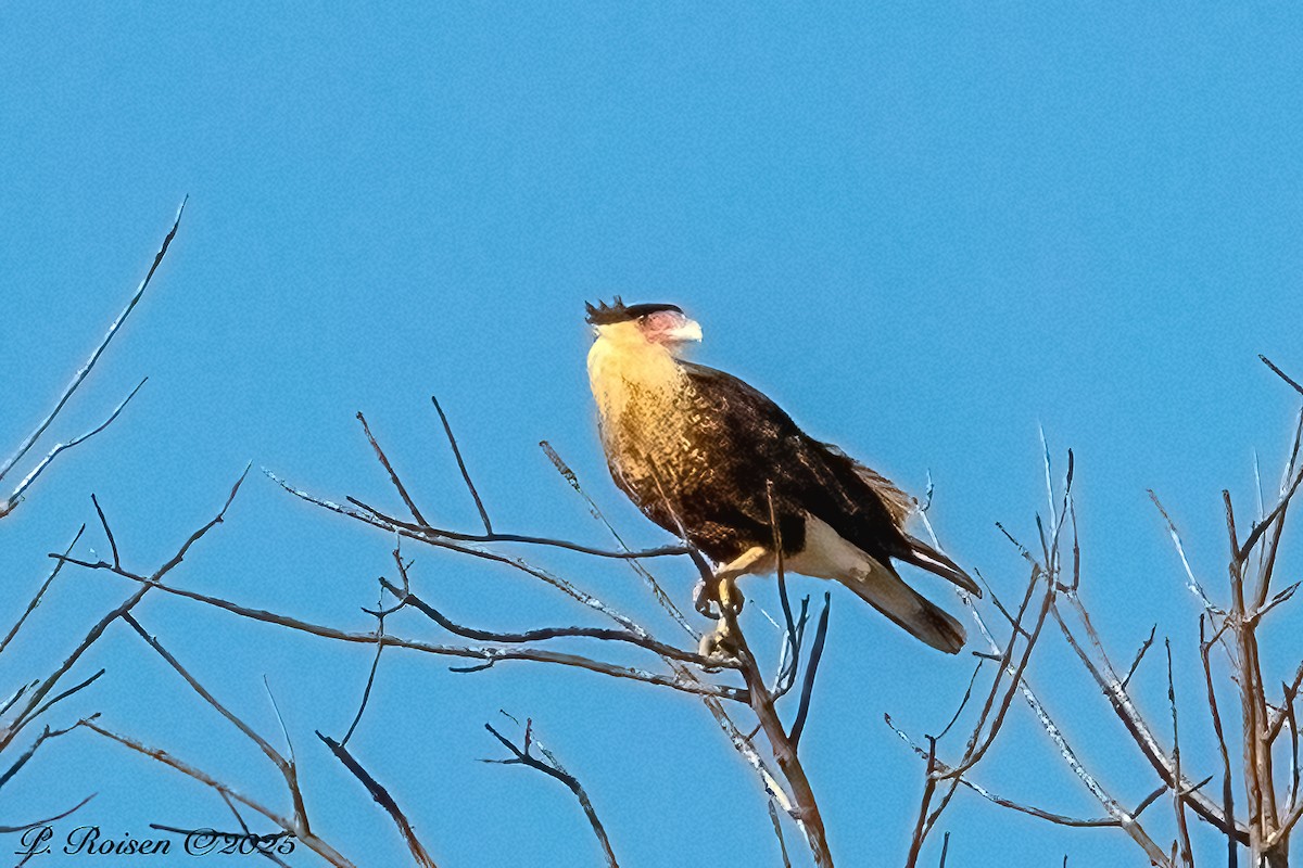 Crested Caracara (Northern) - ML646759828