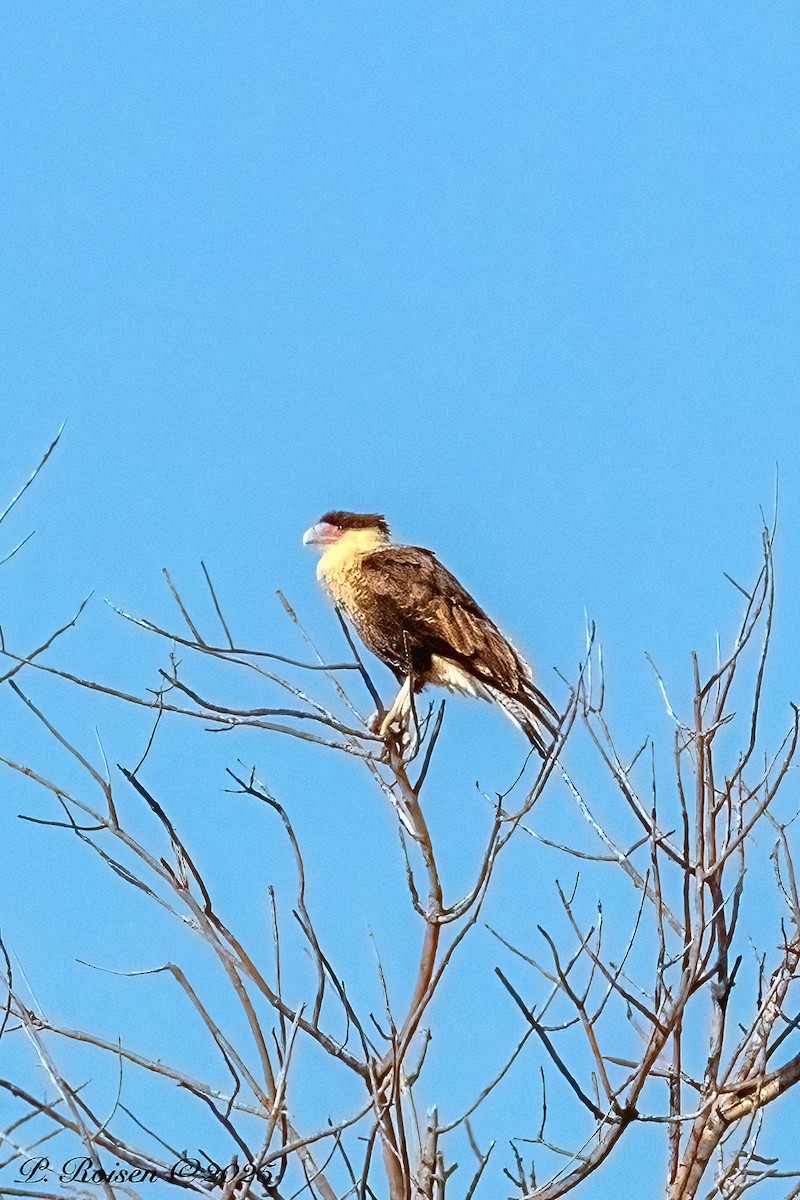 Crested Caracara (Northern) - ML646759829