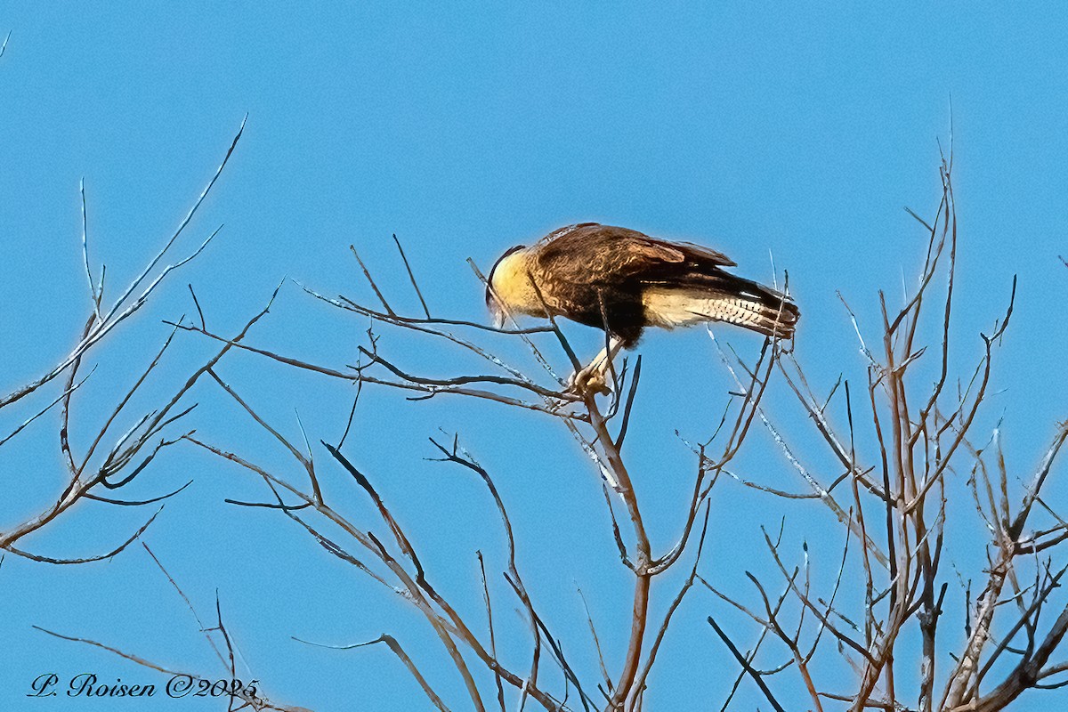 Crested Caracara (Northern) - ML646759830