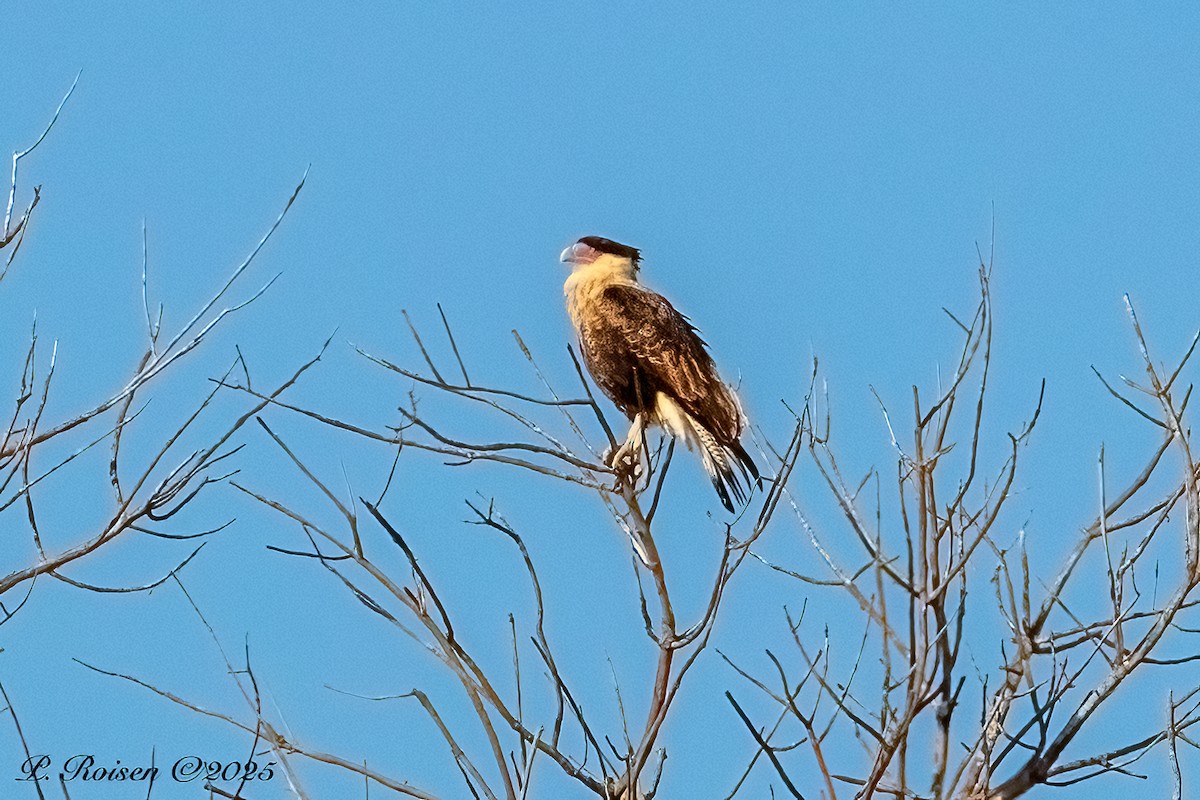 Crested Caracara (Northern) - ML646759831