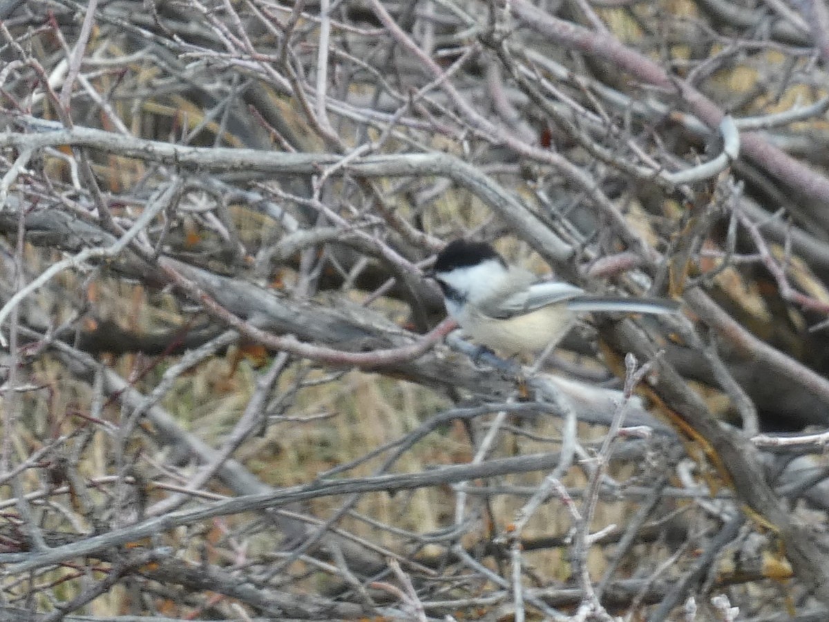 Гаїчка світлокрила - ML646759832