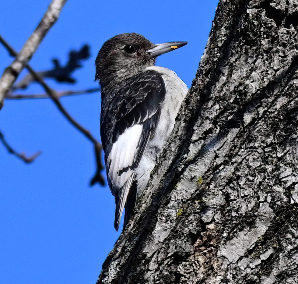 Гіла червоноголова - ML646759833