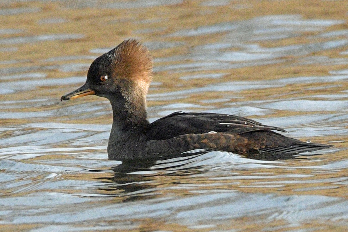 hjelmfiskand - ML646759835