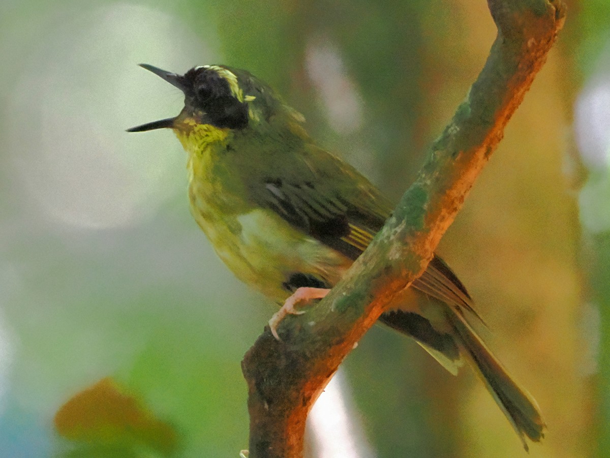 Yellow-throated Scrubwren - ML646759837