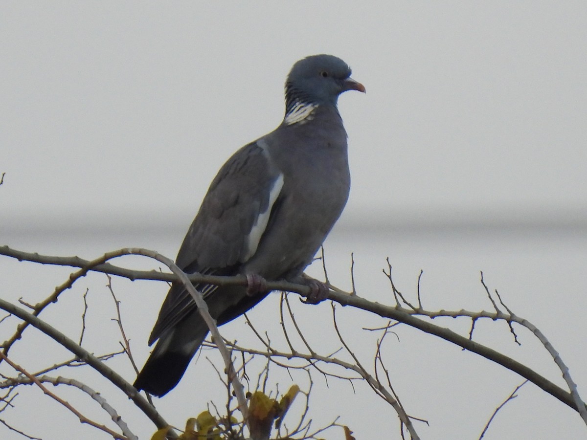 Вяхирь - ML646759839