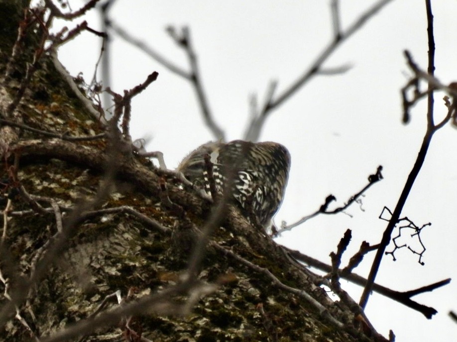 Yellow-bellied Sapsucker - ML646759840