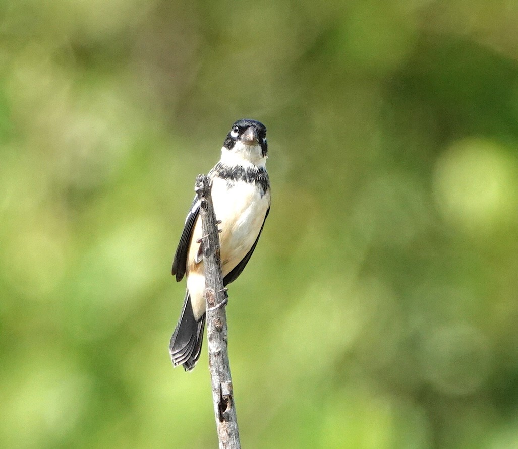 Morelet's Seedeater - ML646759841