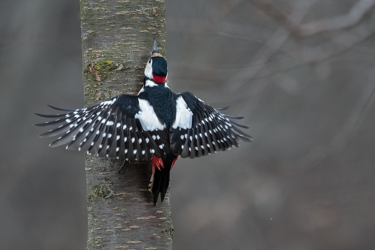 Дятел звичайний - ML646759842