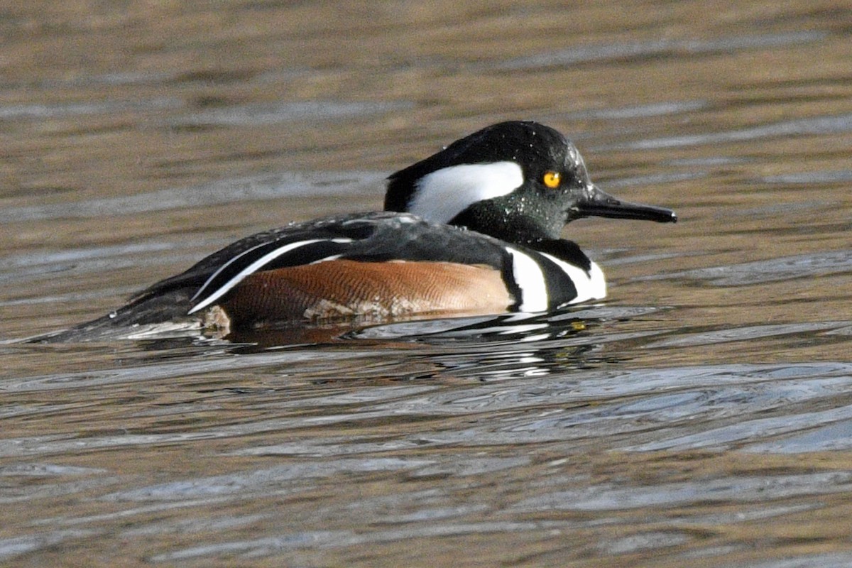 hjelmfiskand - ML646759843