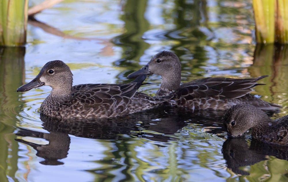 čírka modrokřídlá - ML646759844