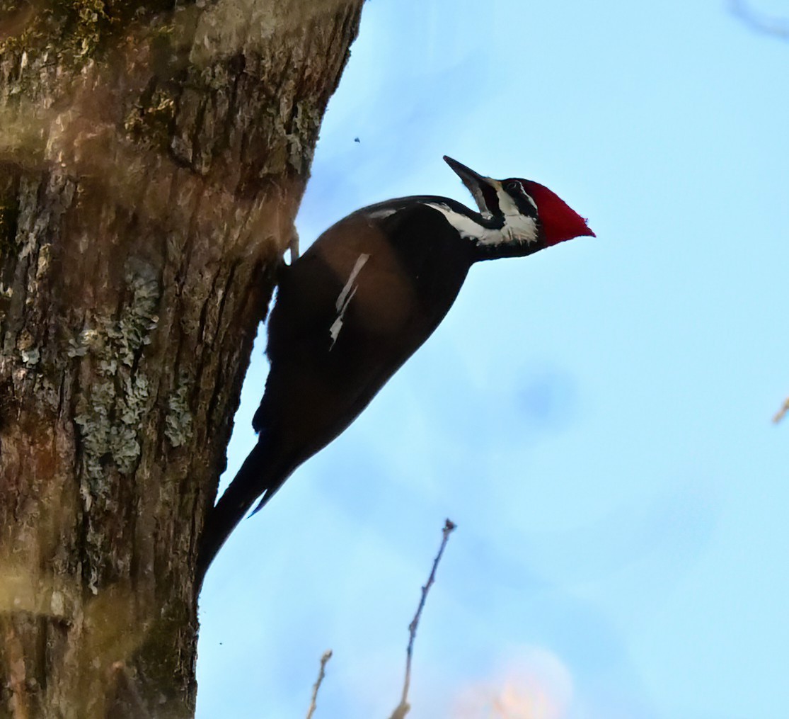 Жовна північна - ML646759846