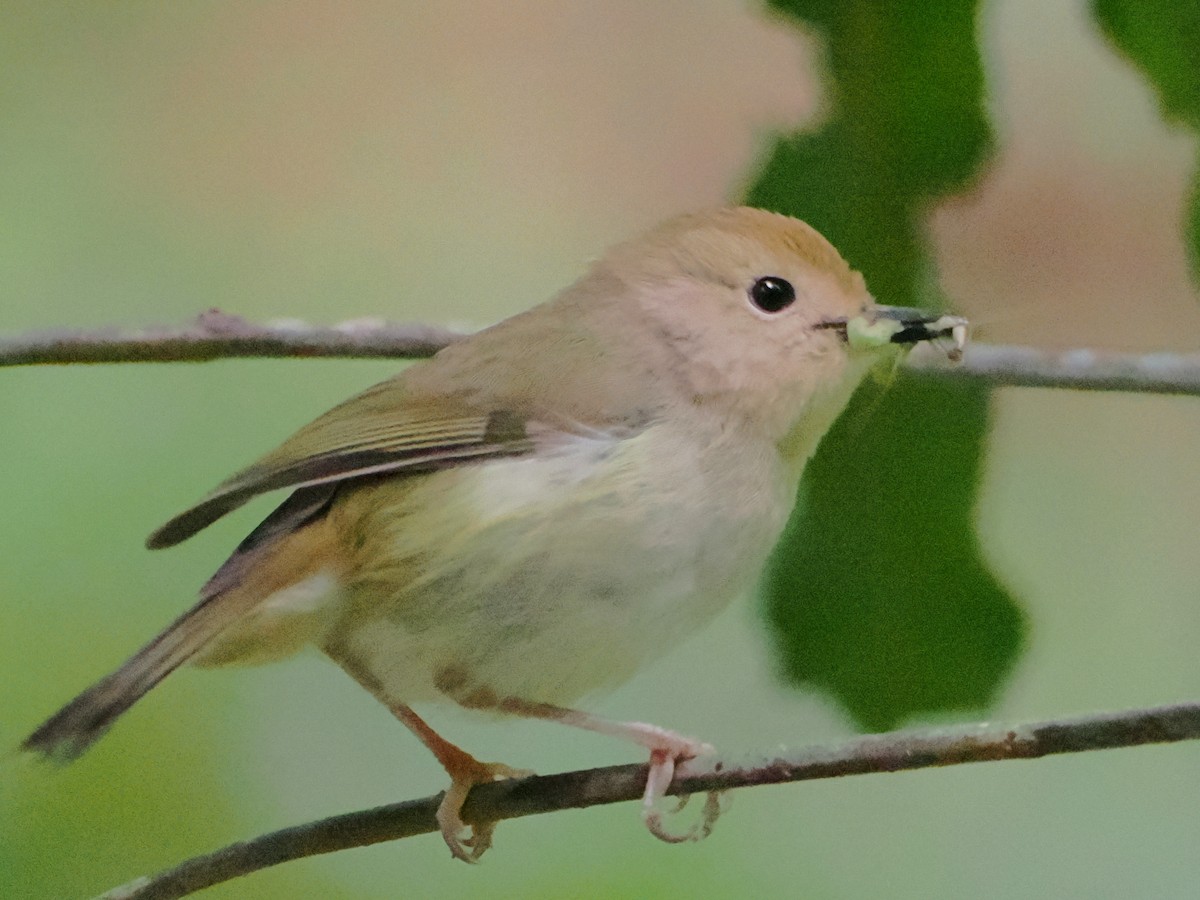 Large-billed Scrubwren - ML646759848