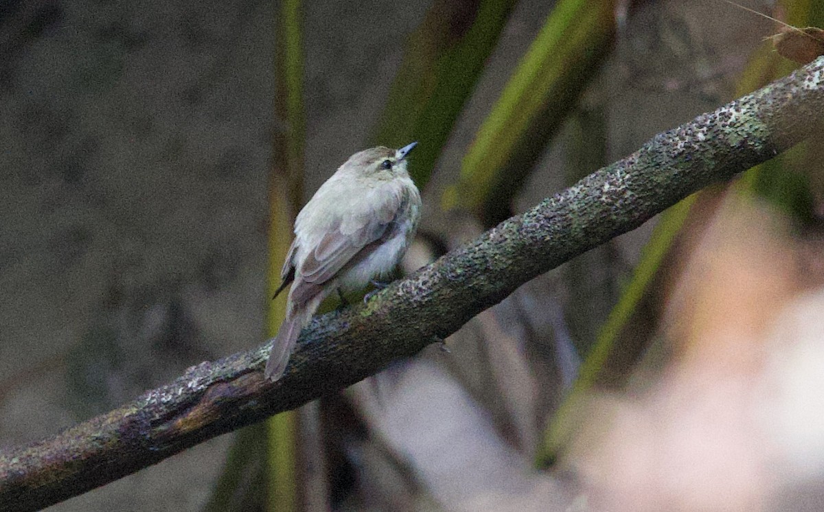 Drab Water Tyrant - ML646759850