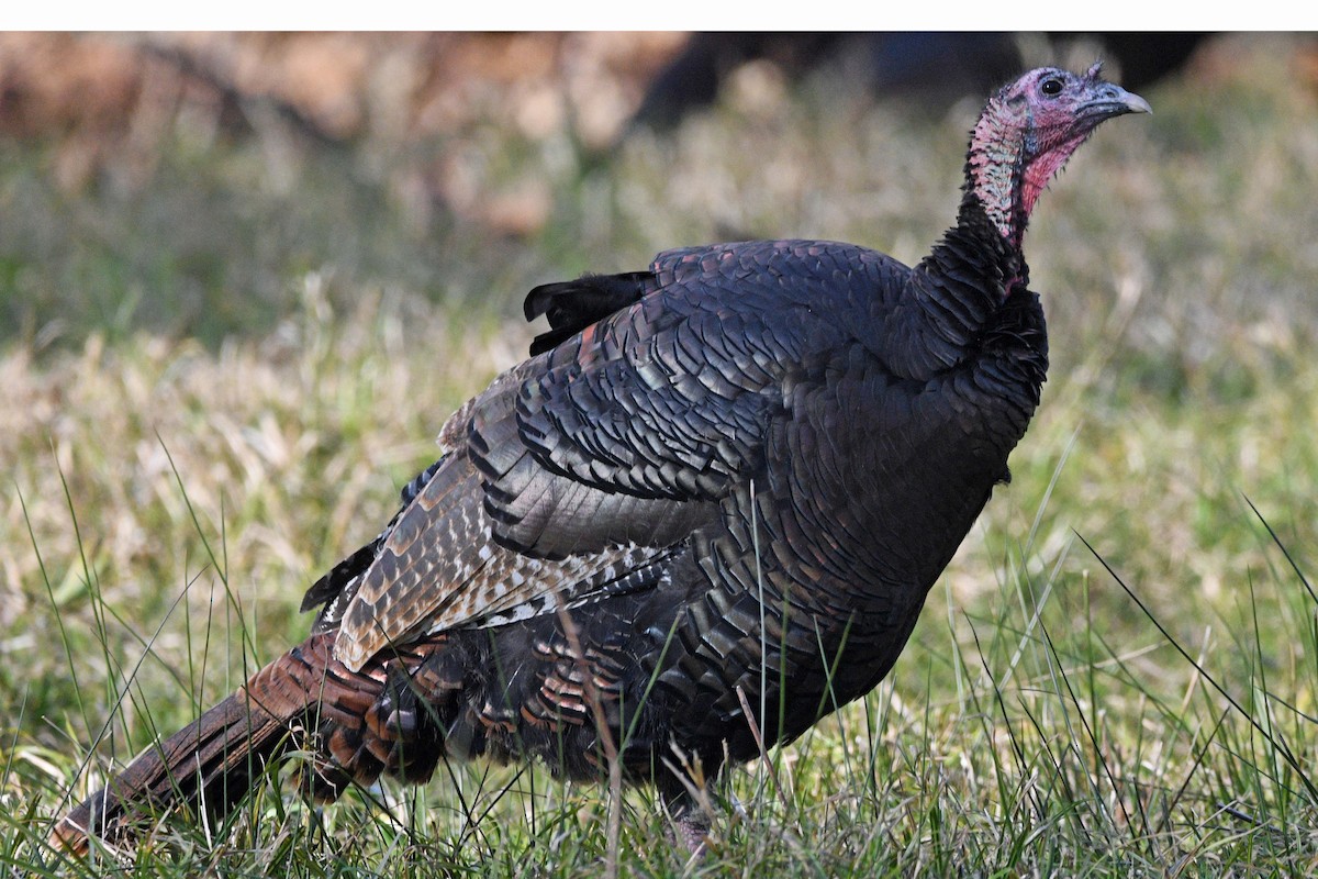 Wild Turkey - ML646759851