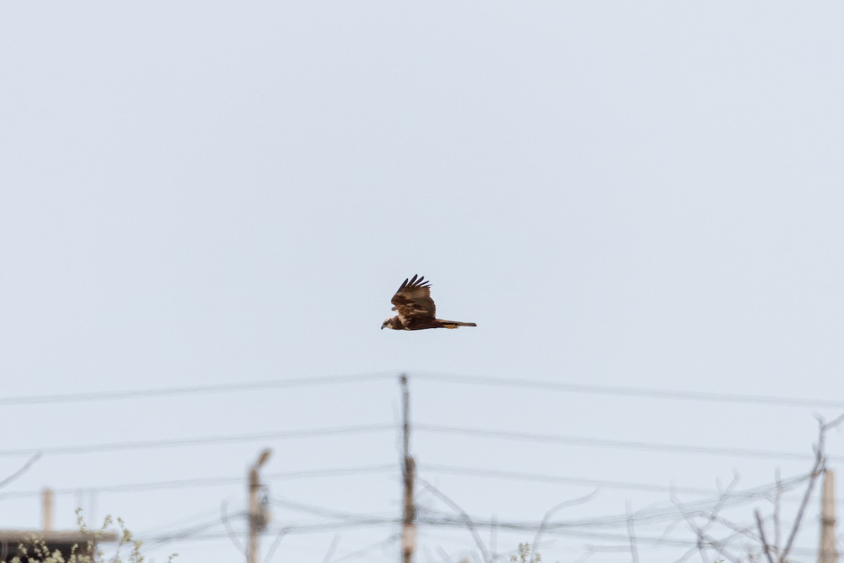 Aguilucho Lagunero Occidental - ML646759853