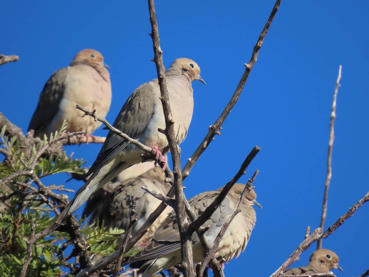 Mourning Dove - ML646759854