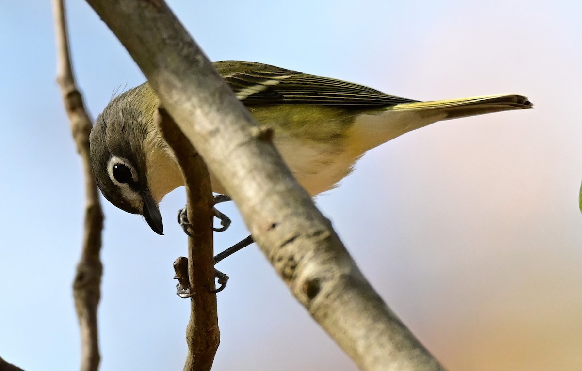 Віреон сизоголовий - ML646759855