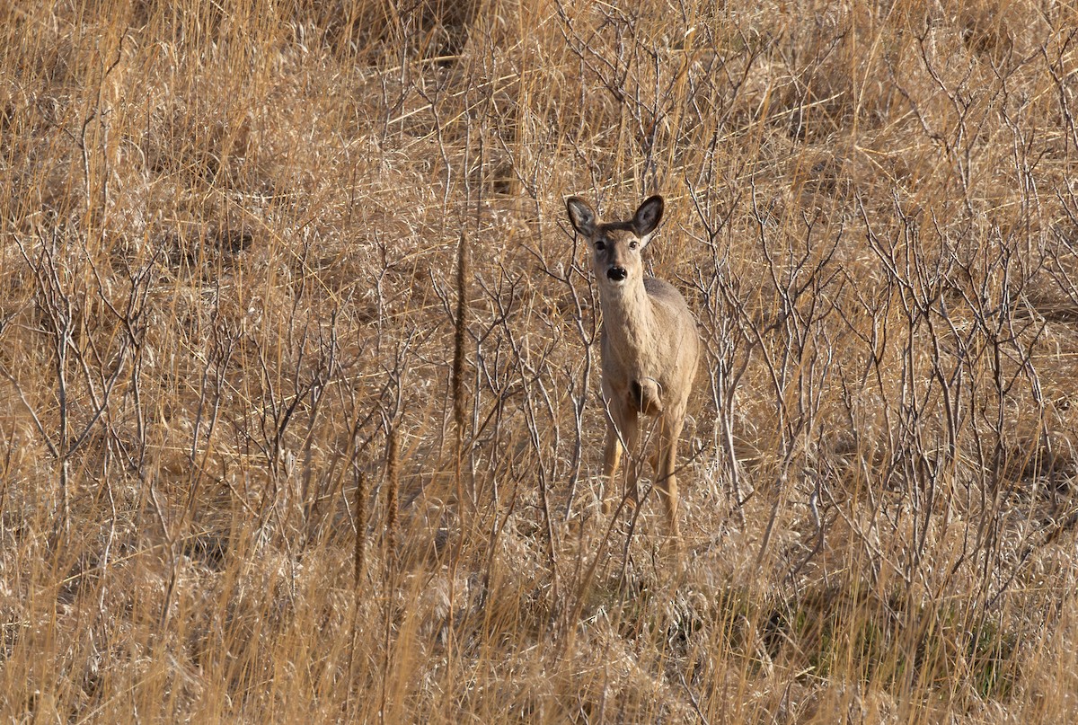 White-tailed Deer - ML646759856