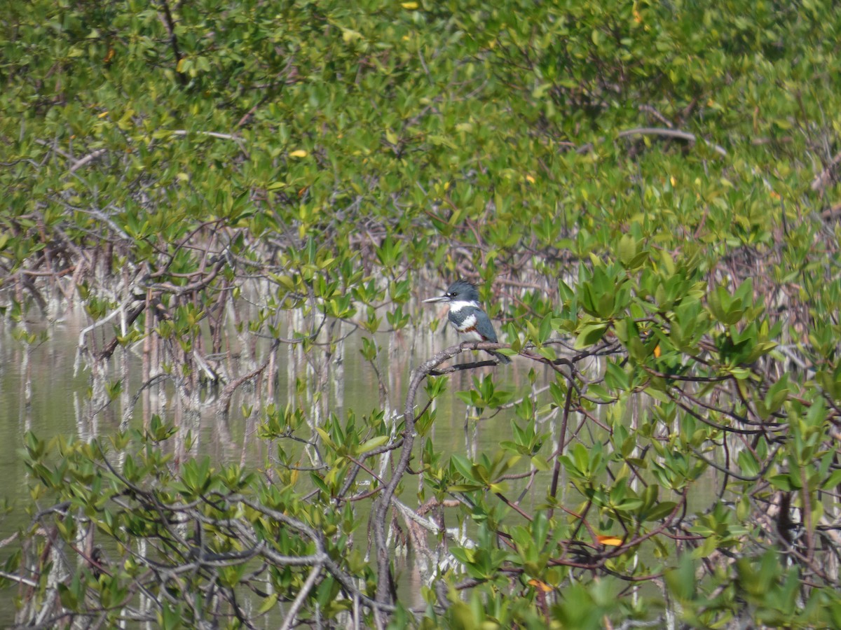 Belted Kingfisher - ML646759857