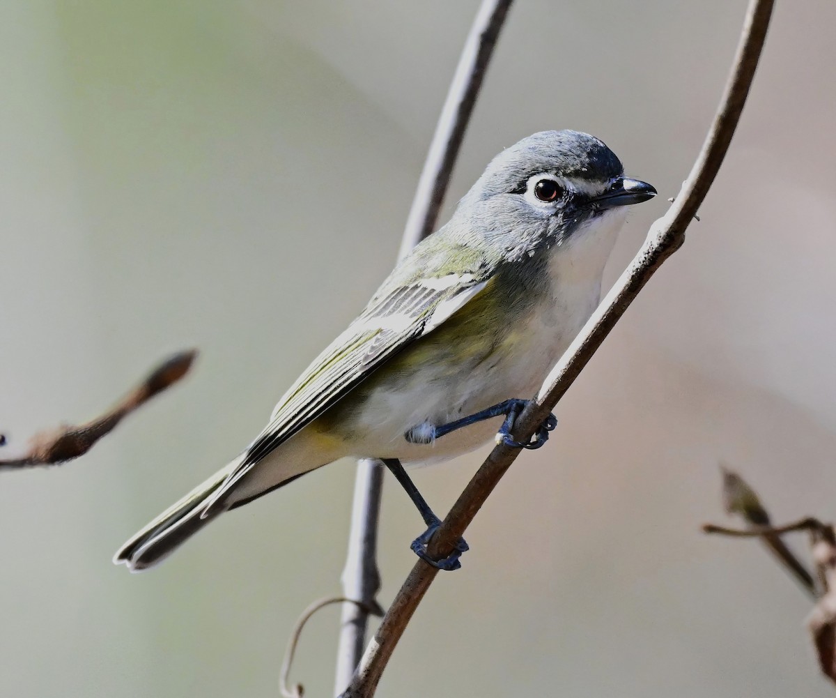 Віреон сизоголовий - ML646759858