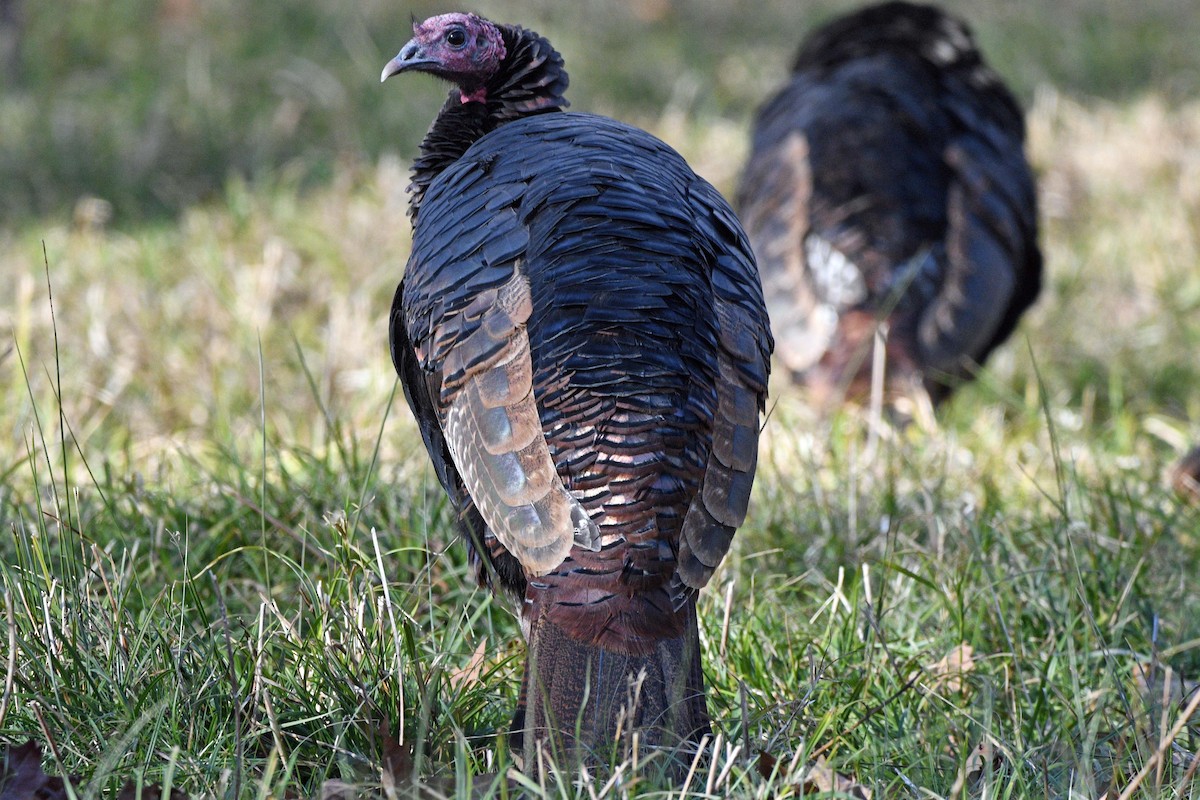 Wild Turkey - ML646759859