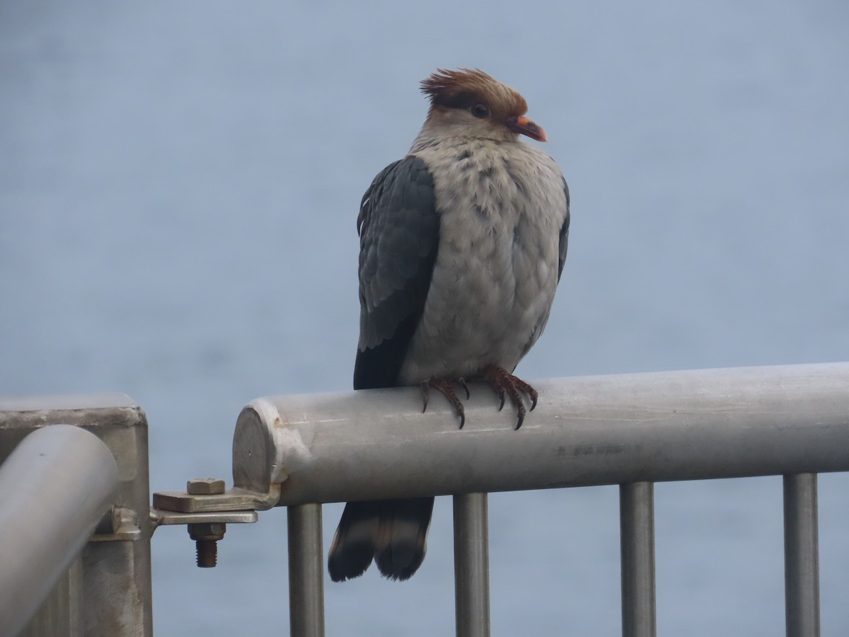 Topknot Pigeon - ML646759860