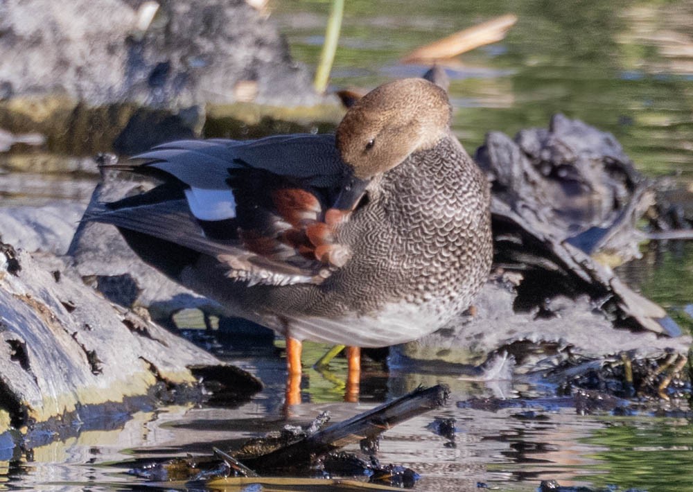 kopřivka obecná - ML646759861