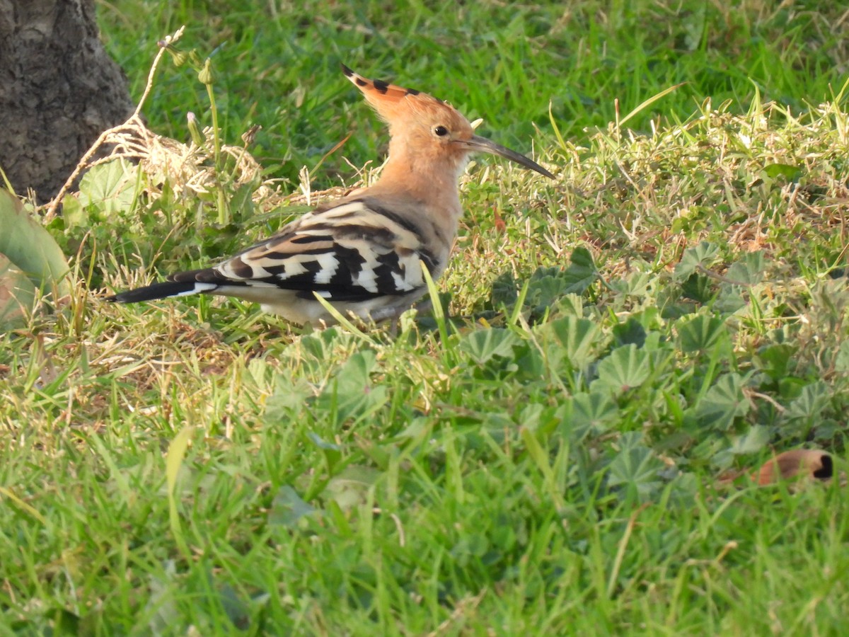 Удод - ML646759862