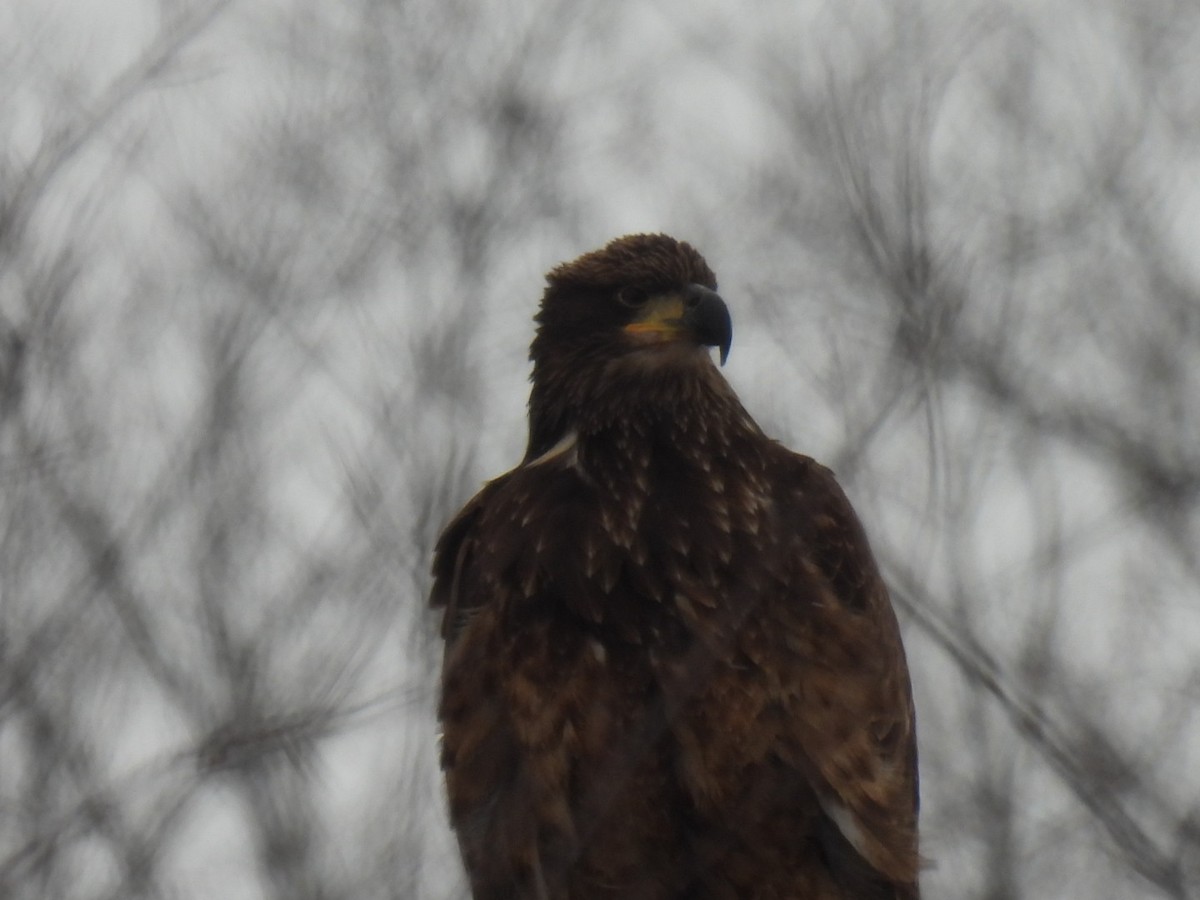 Bald Eagle - ML646759865