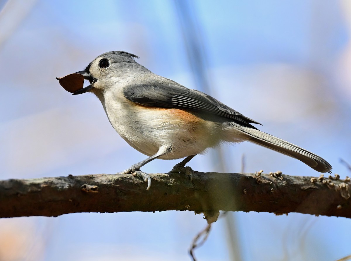 Синиця гострочуба - ML646759867