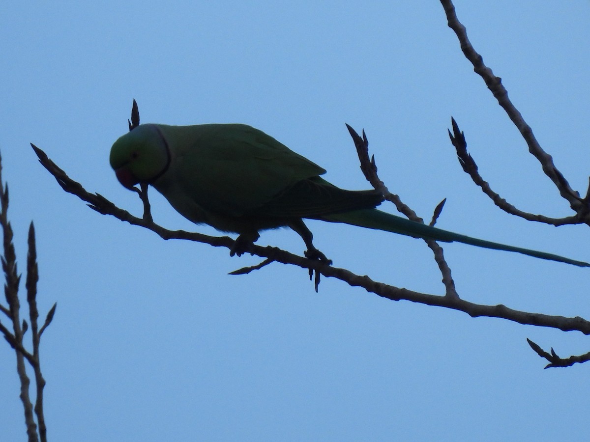 Попугай Крамера - ML646759868