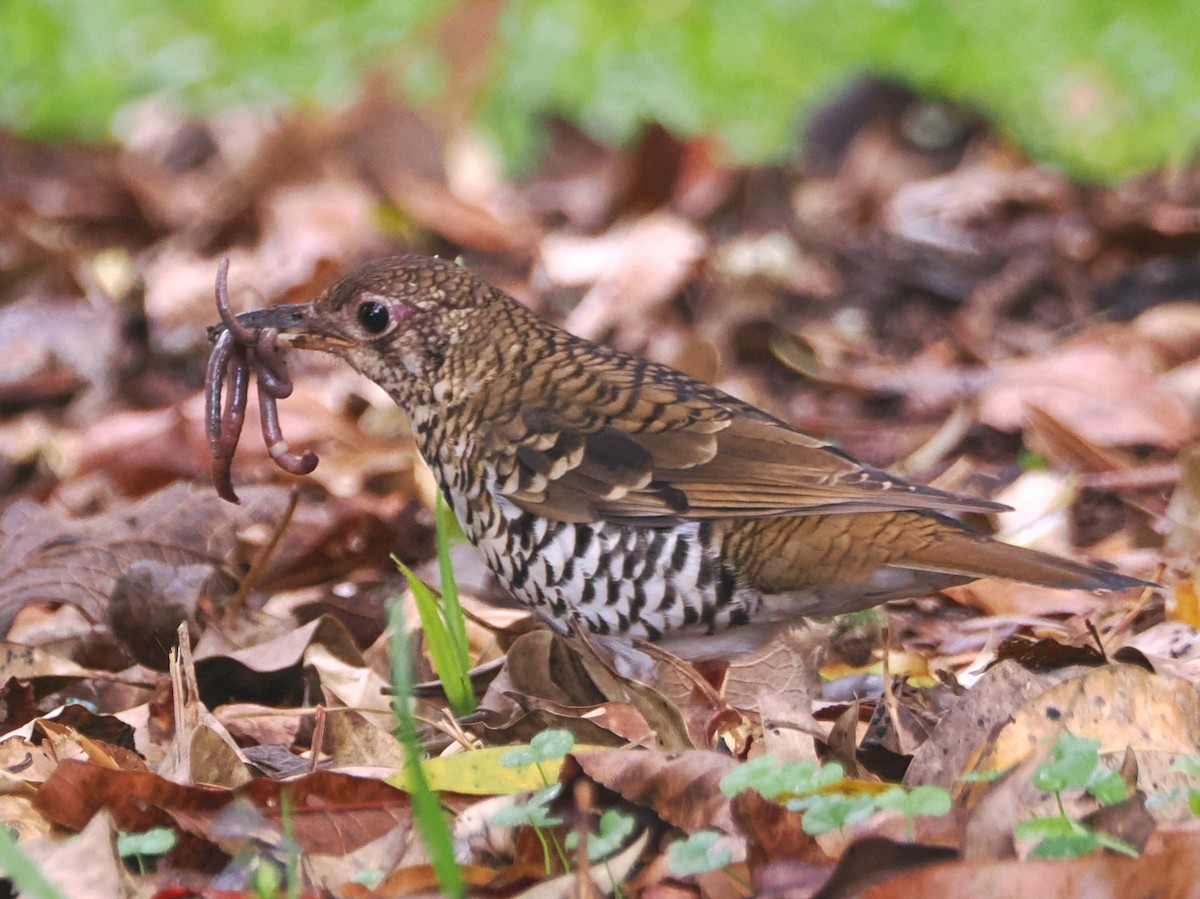 Russet-tailed Thrush - ML646759869